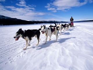  mushing with 8 dogs